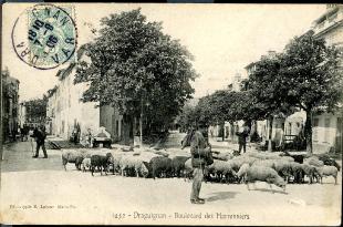 carte postale ancienne draguignan boulevard des maronniers